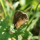 premiére photo d'un papillon .