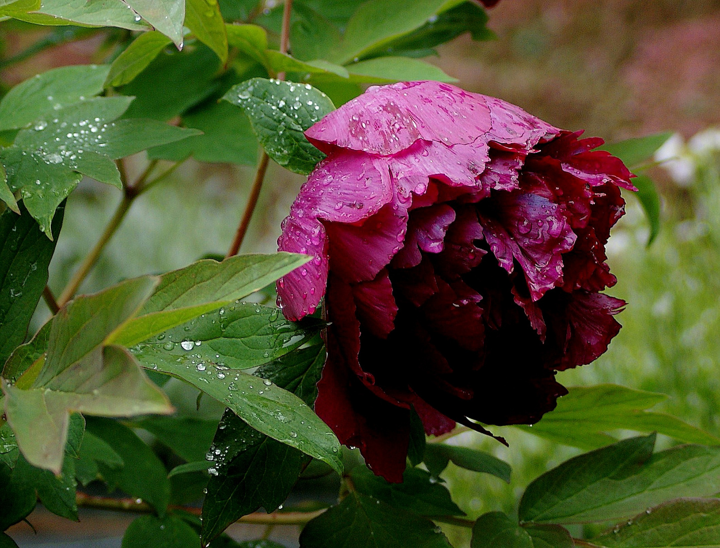 Première pivoine