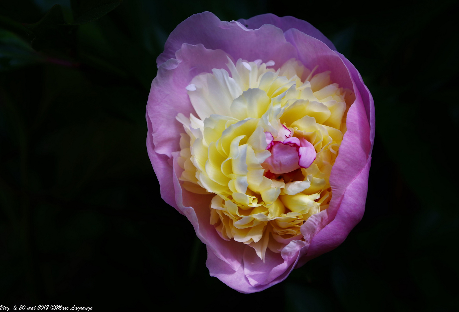 Première pivoine de l'année