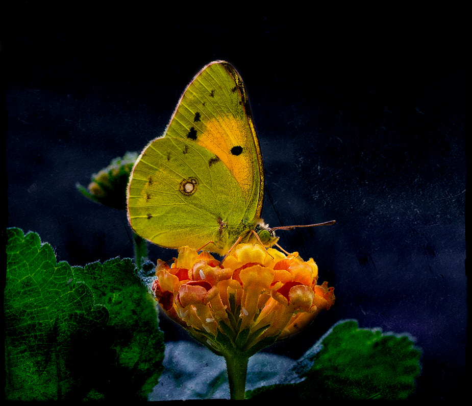 Première rencontre avec le Colias .