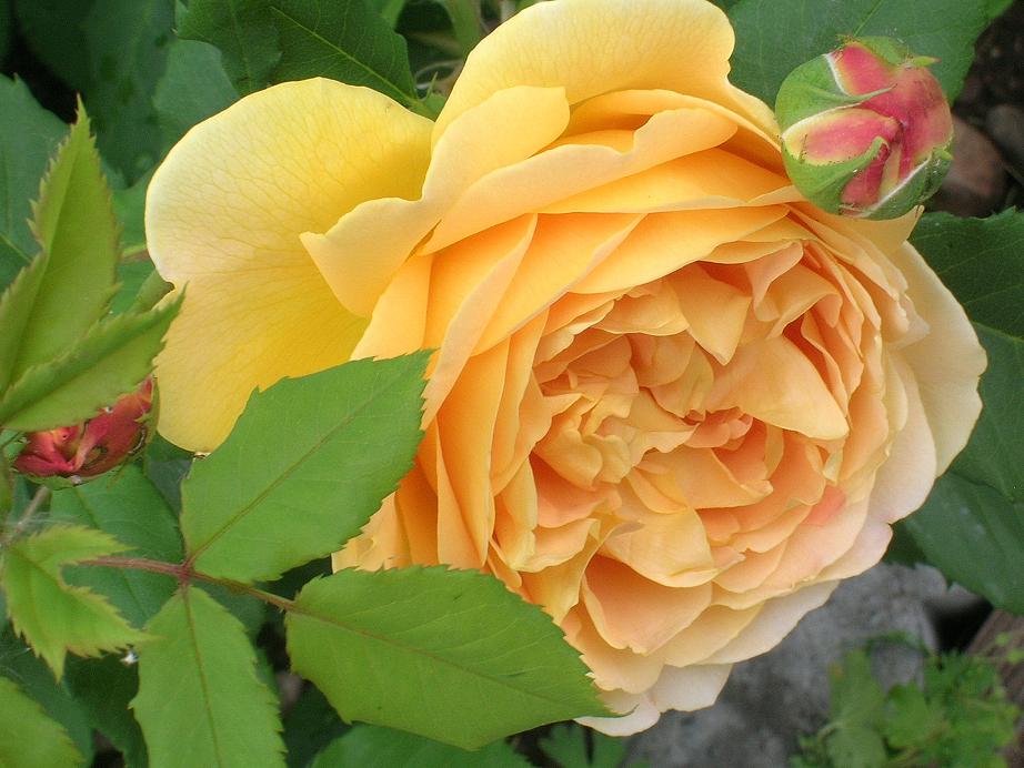 Première rose dans mon jardin