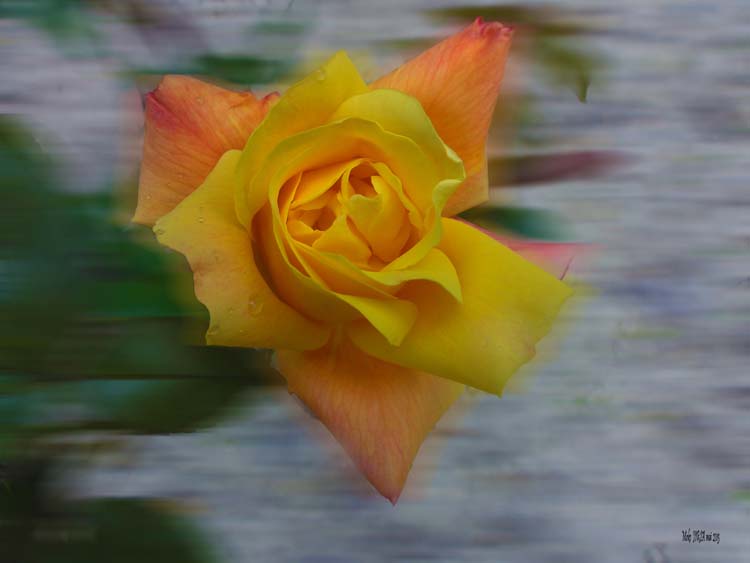 Première rose de notre jardin