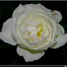 " Première rose en fleur dans mon jardin 22 .01. 2012 "