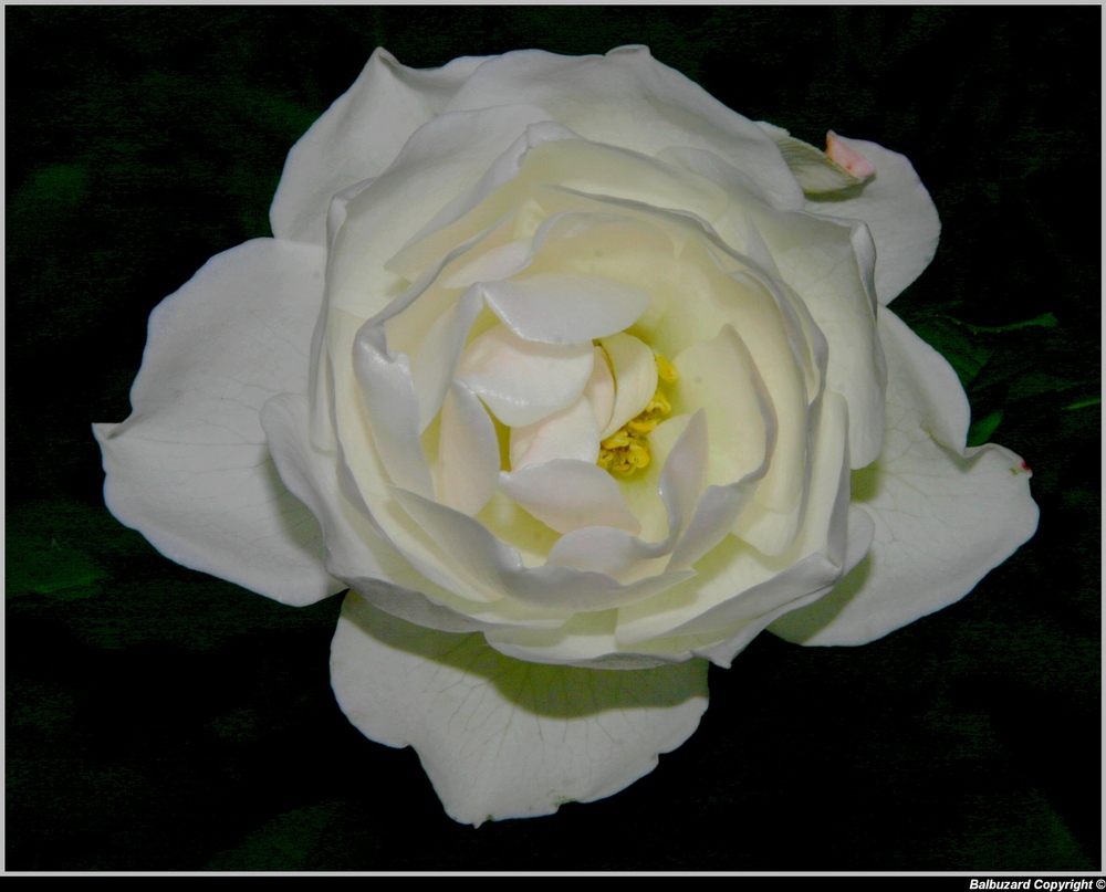 " Première rose en fleur dans mon jardin 22 .01. 2012 "