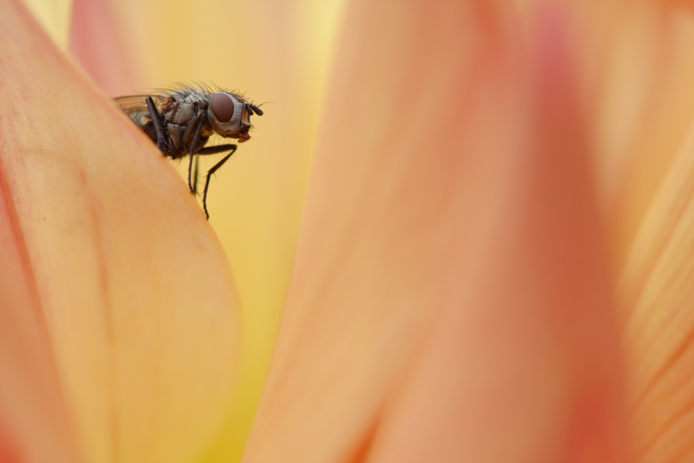 première sortie avec le Canon 100mm macro :-)