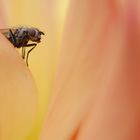 première sortie avec le Canon 100mm macro :-)