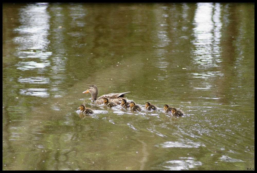 PREMIERE SORTIE POUR CES CANNETONS ........LEUR MAMAN VEILLE!!!