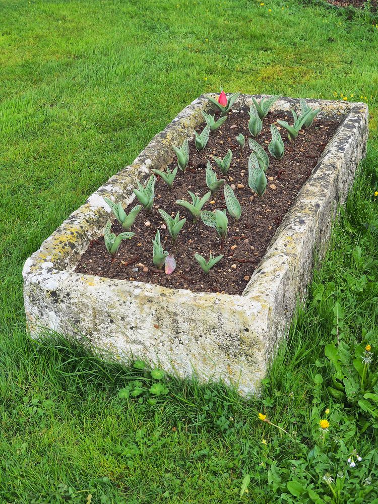 Première tulipe (en Poitou-Charente)