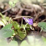 Première violette !!!!