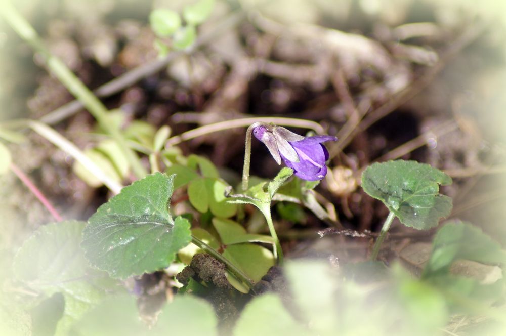 Première violette !!!!