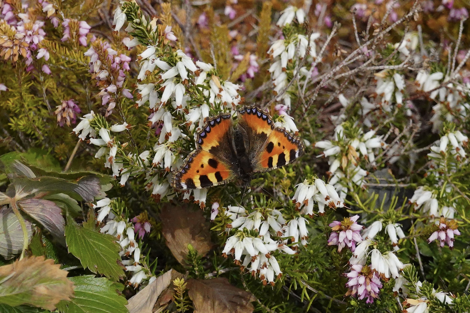 Premieren- Schmetterling