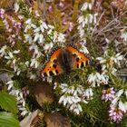 Premieren- Schmetterling