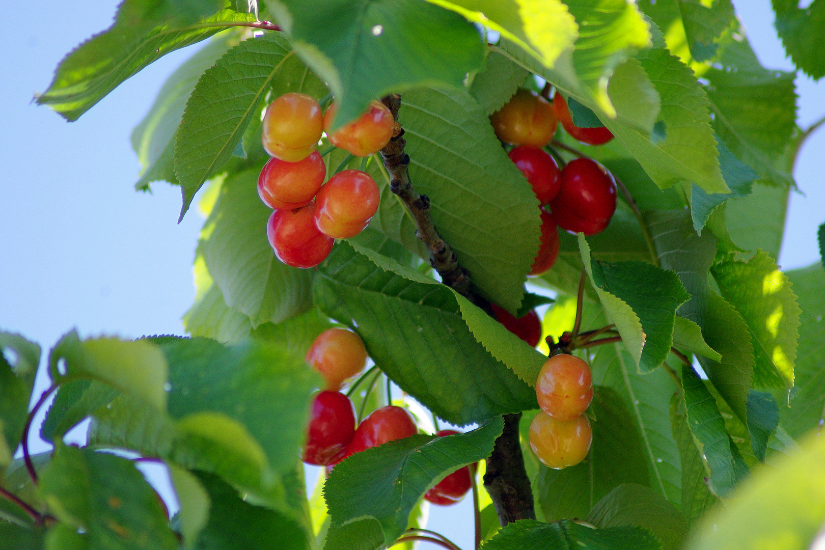 Premières cerises !!!