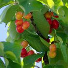 Premières cerises !!!