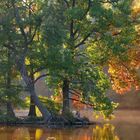 premieres couleurs d'automne aux étangs de comelle