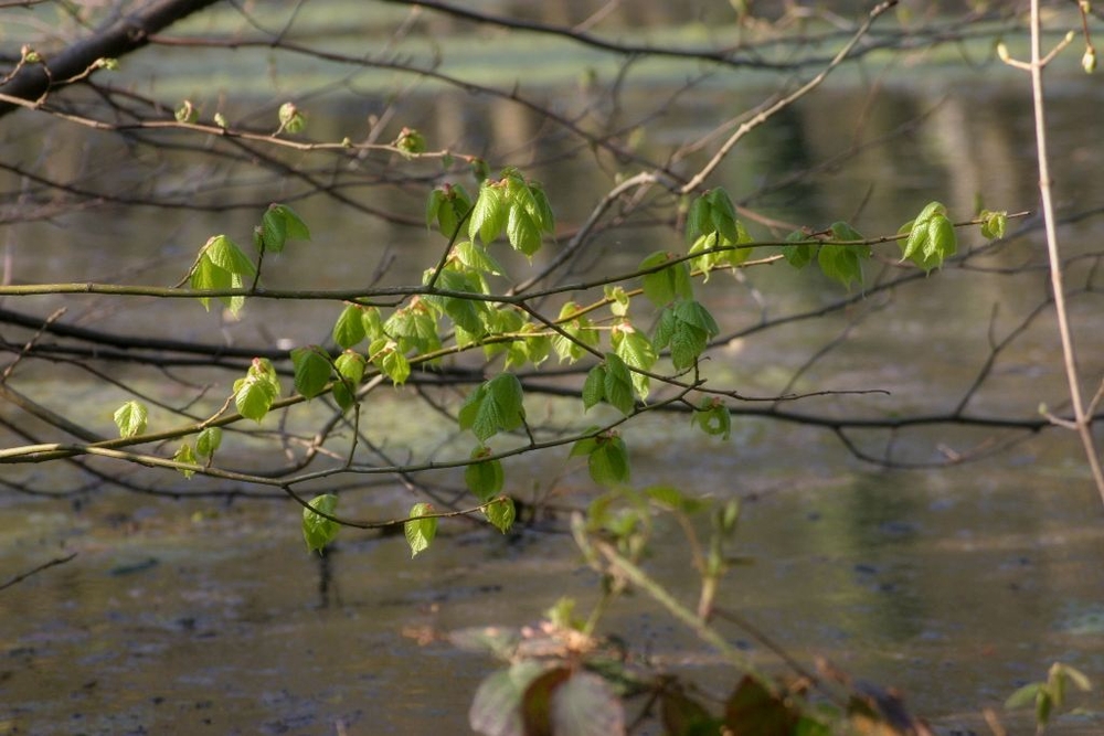 Premières feuilles