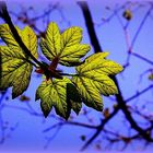 Premières feuilles d'avril