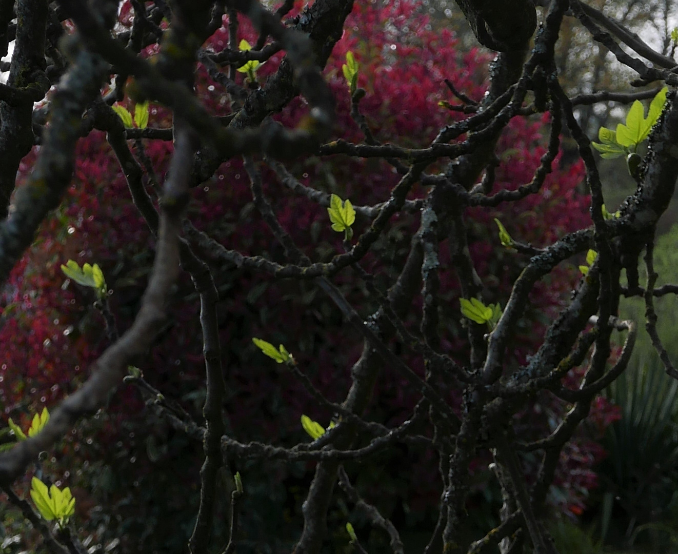  premières feuilles du figuier