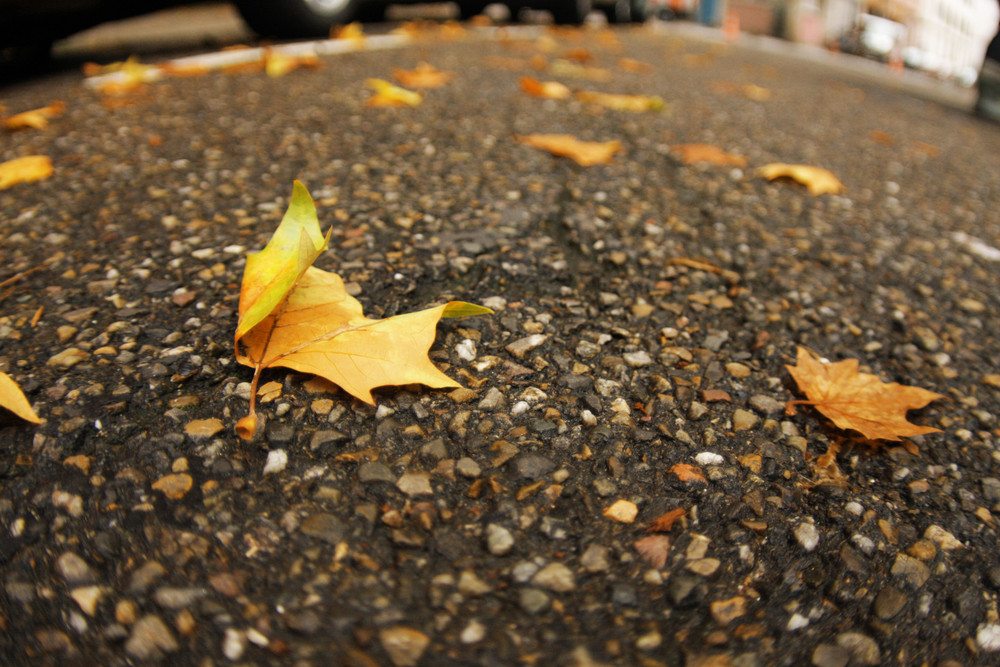 Premières feuilles mortes