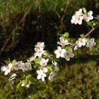 premières fleurs