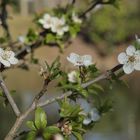 Premières fleurs