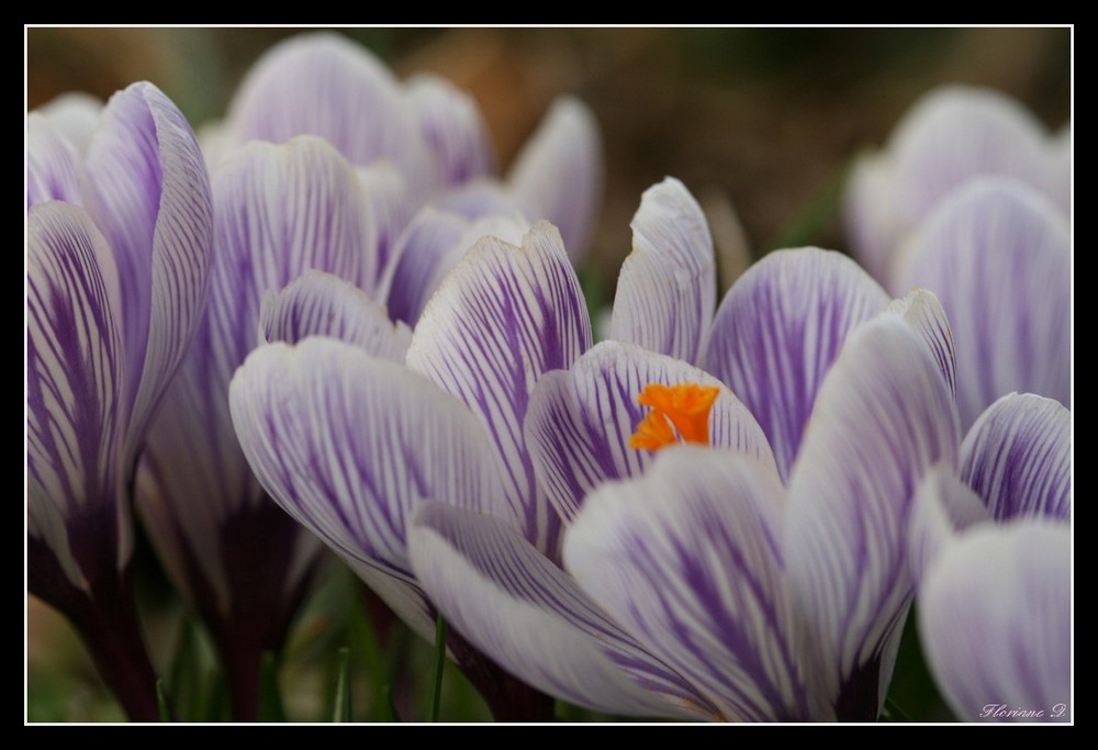 premières fleurs