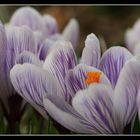 premières fleurs