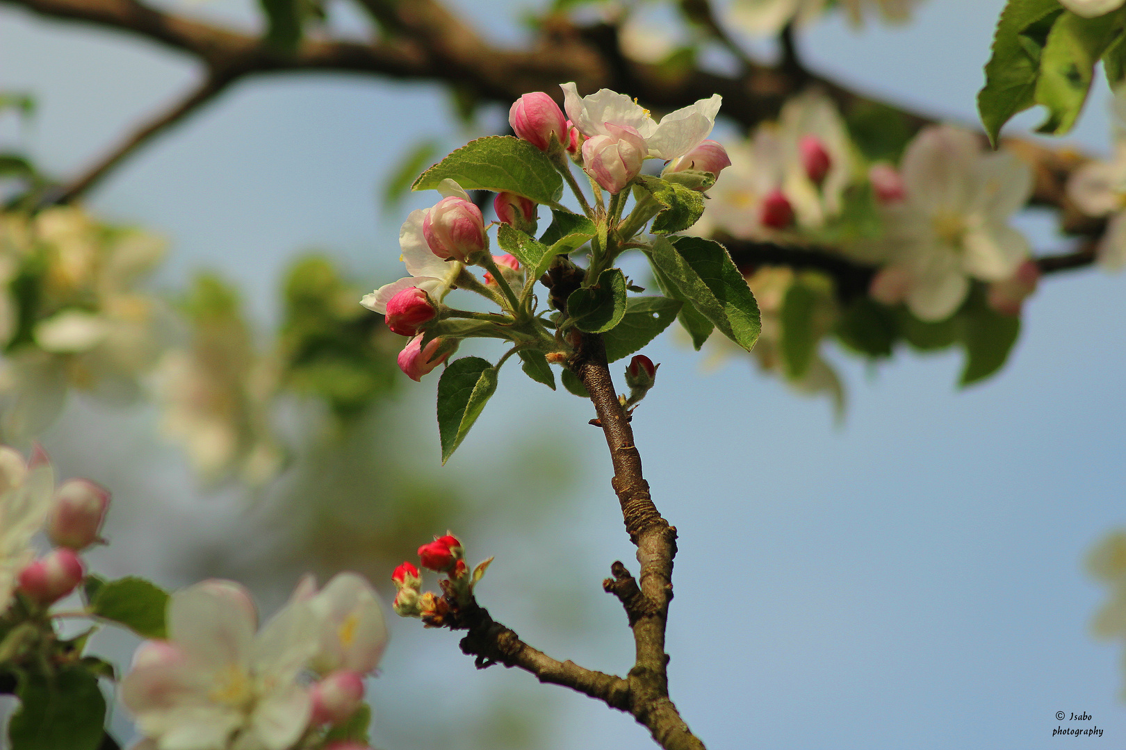 premières fleurs