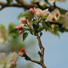 premières fleurs