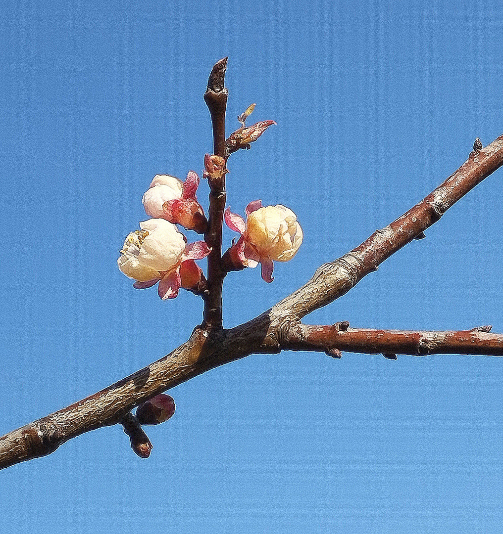 premières fleurs d'abricotier