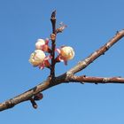 premières fleurs d'abricotier