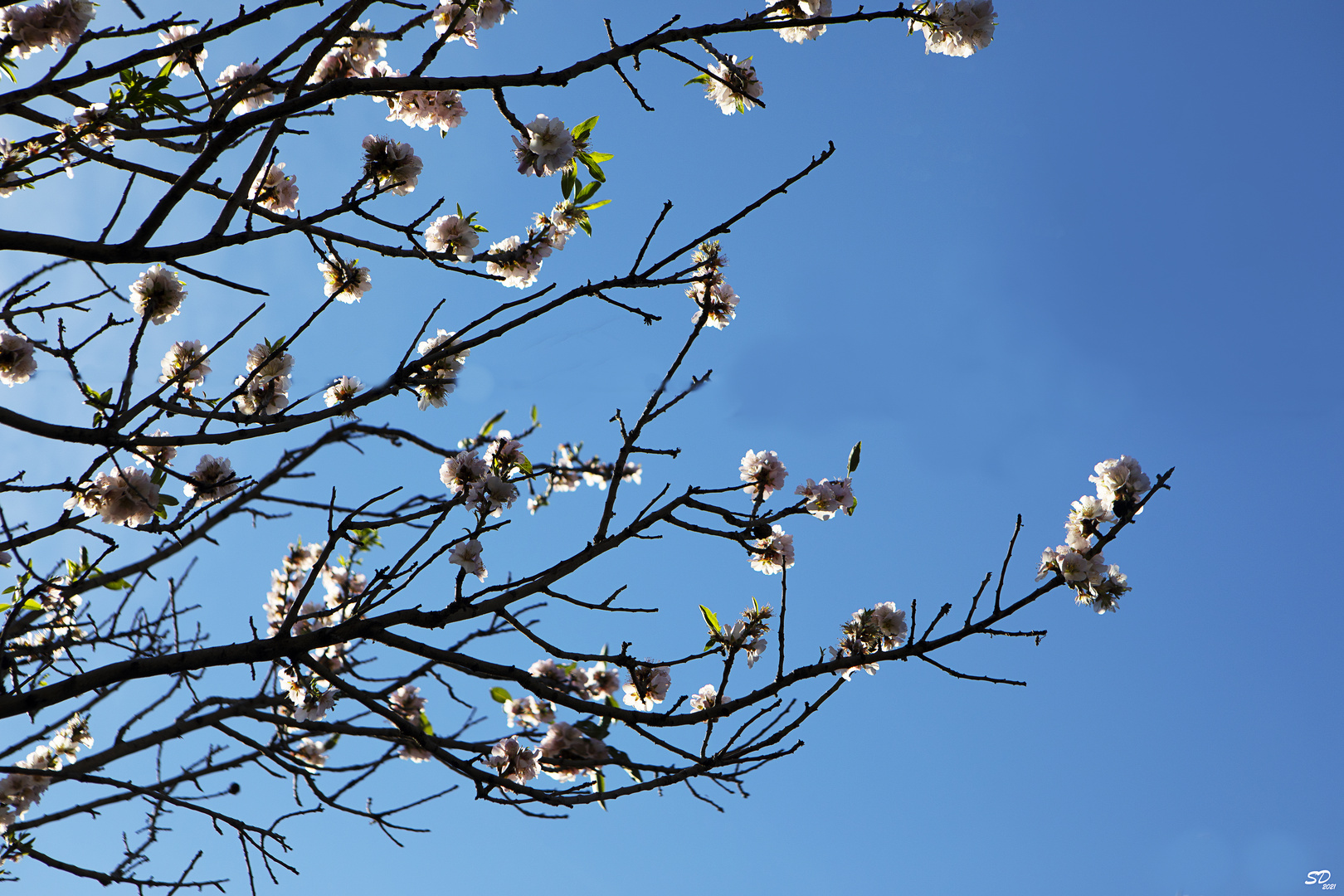 Premières fleurs de printemps