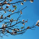 Premières fleurs de printemps