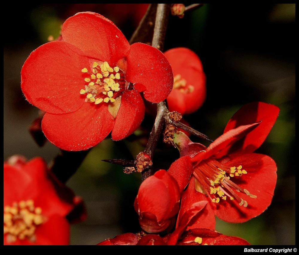 " Premiéres fleurs d'un cognassier du Japon ?? "