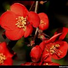 " Premiéres fleurs d'un cognassier du Japon ?? "