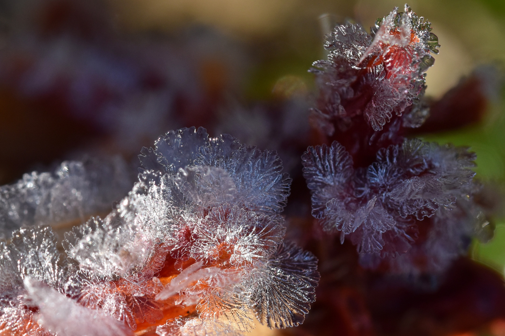 Premières gelées de novembre - 1