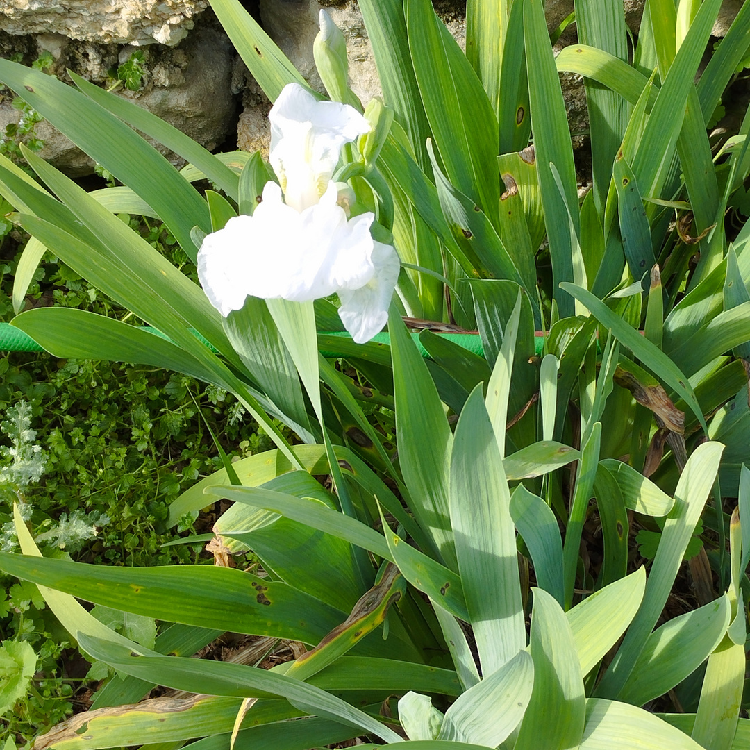 Premières iris 
