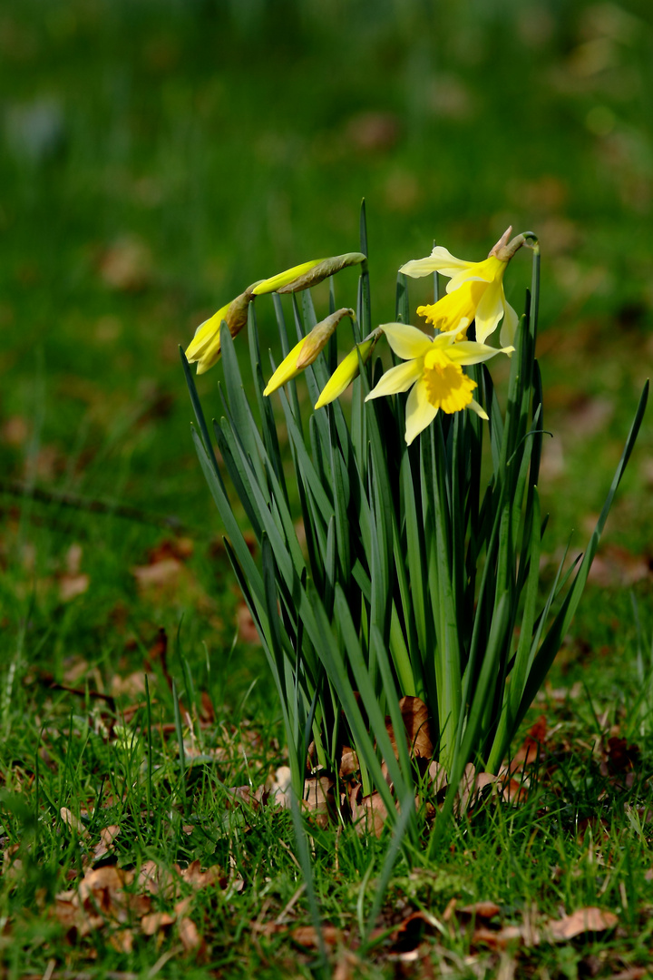 premières jonquilles