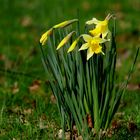 premières jonquilles