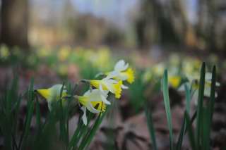 Premières Jonquilles