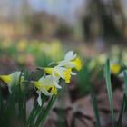 Premières Jonquilles