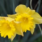 Premiéres jonquilles