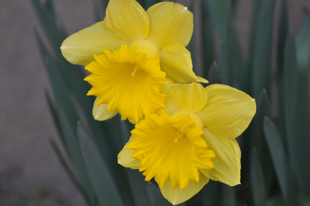 Premières jonquilles de mon jardin