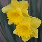 Premières jonquilles de mon jardin