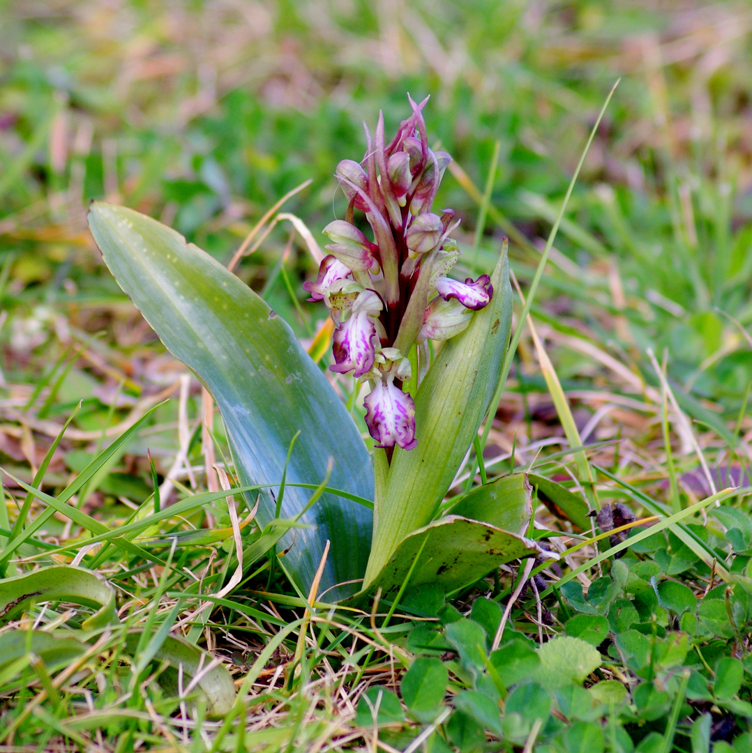 premières orchidées dans ma pelouse ...