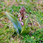 premières orchidées dans ma pelouse ...