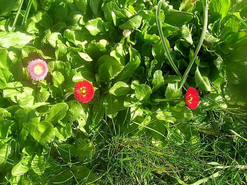 Premières paquerettes