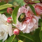 Premières roses