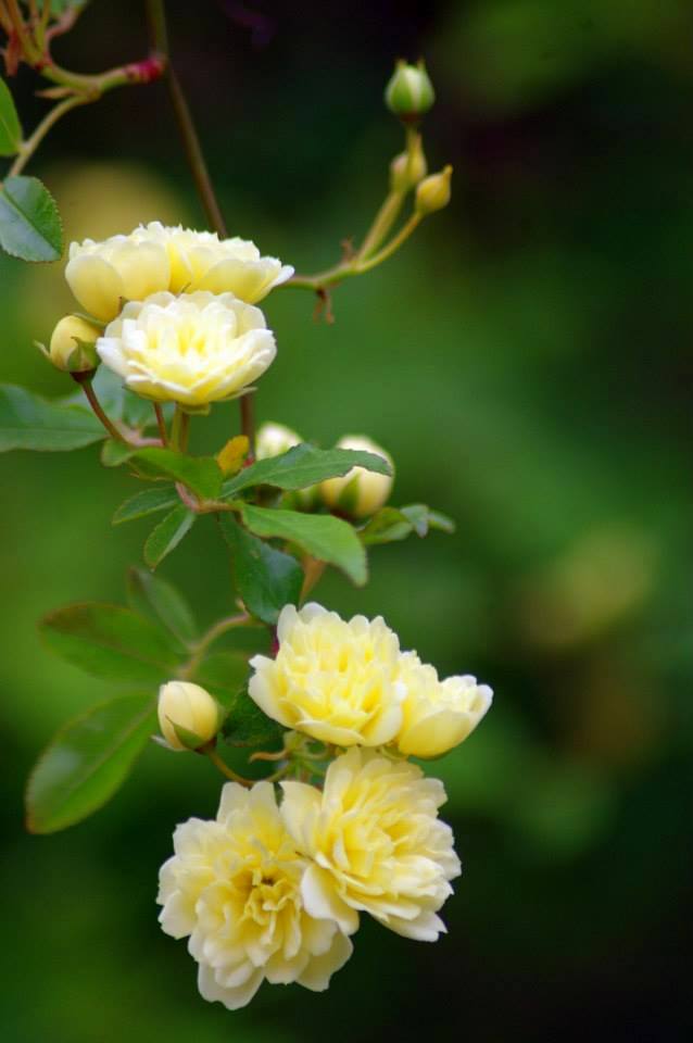 premières roses ....