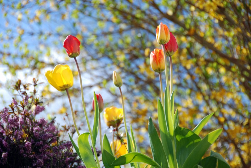 Premières tulipes